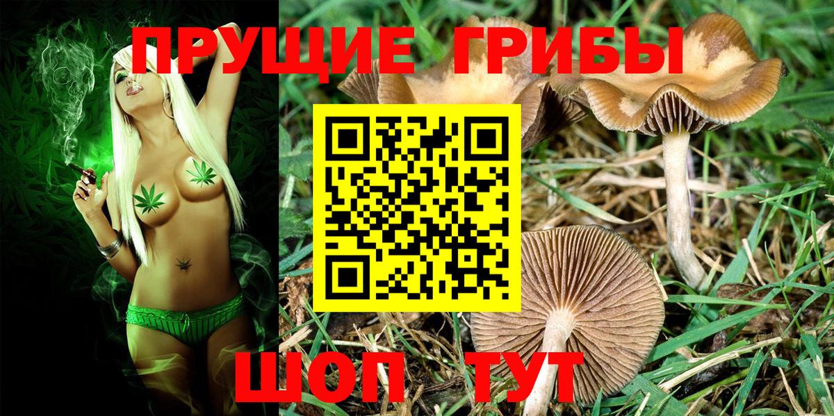Псилоцибиновые грибы GOLDEN TEACHER  Галлюциногенные грибы прущие грибы  Кострома  Вход с VPN 